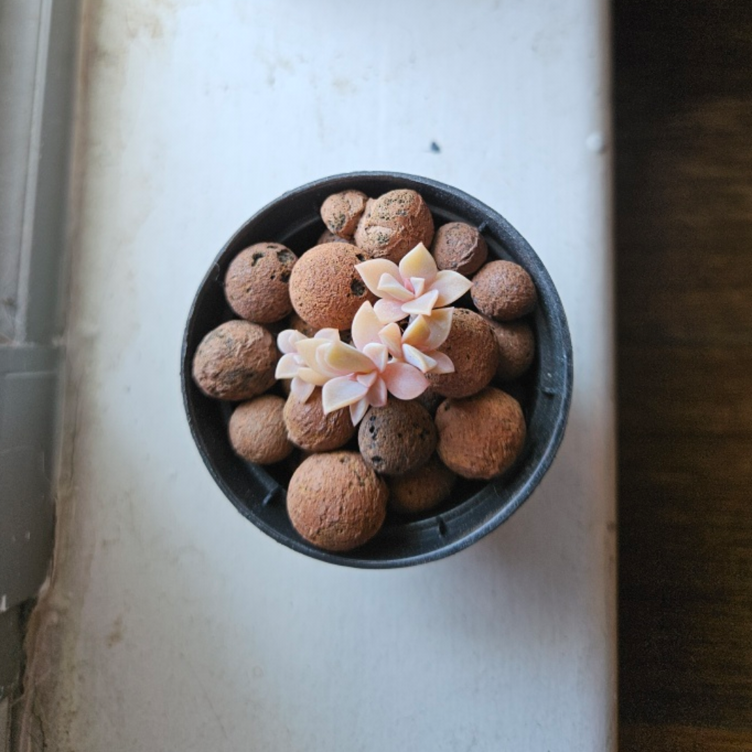 Graptopelatum succulent