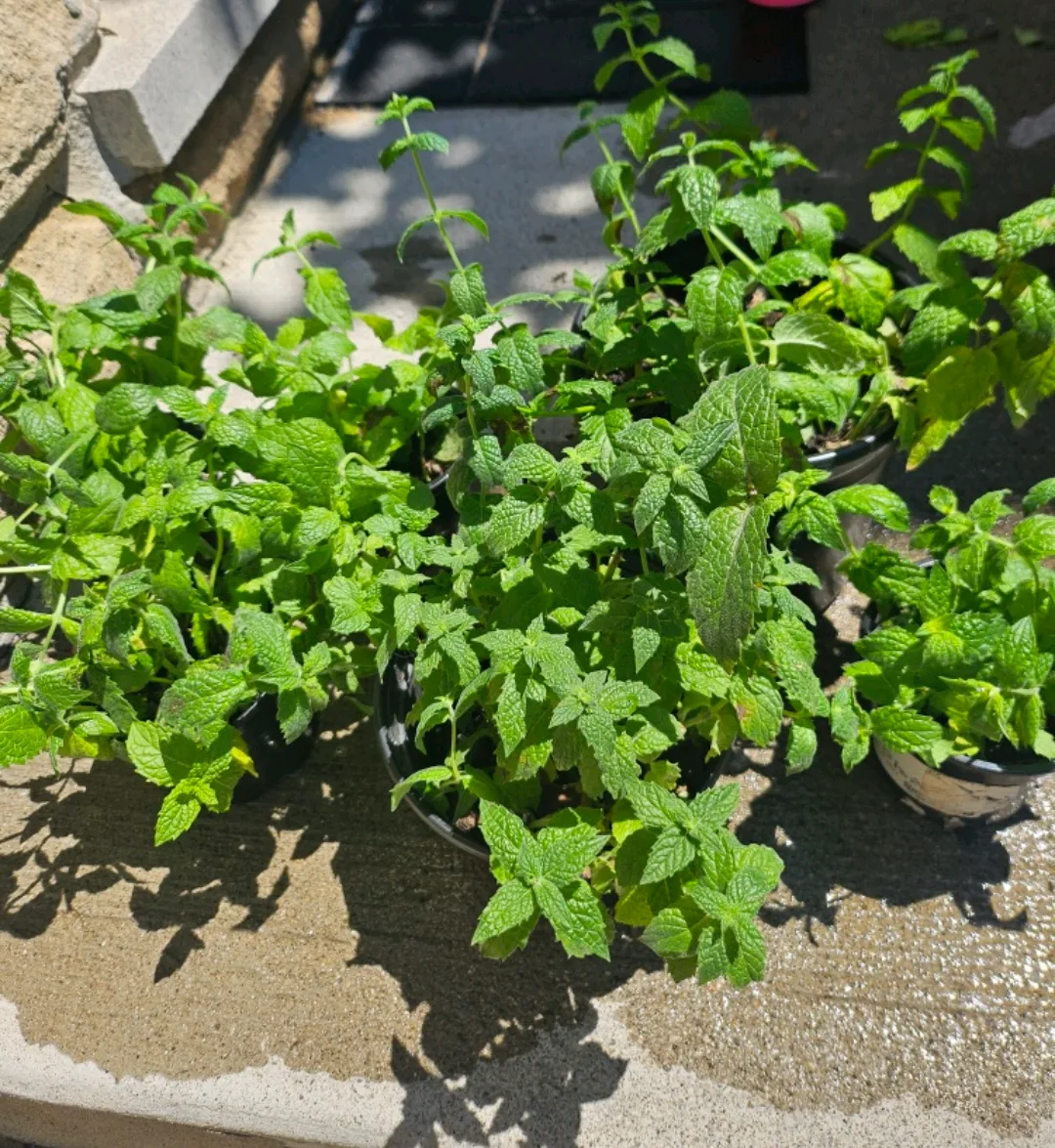 Mint Plants in Pots 🇨🇦 thumbnail