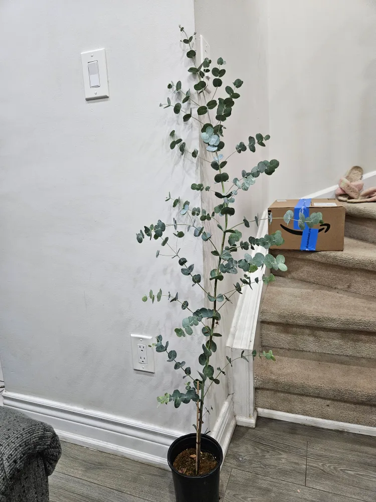 🇨🇦Eucalyptus Plant ~5ft Tall🍁 thumbnail