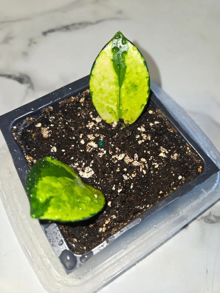 Hoya Plant , AUSTRALIS LISA IN SOIL ✨️🪴 thumbnail