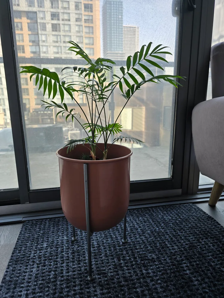 Potted Parlour Palm Plant thumbnail