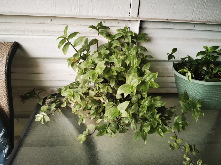 different plants 10 each thumbnail