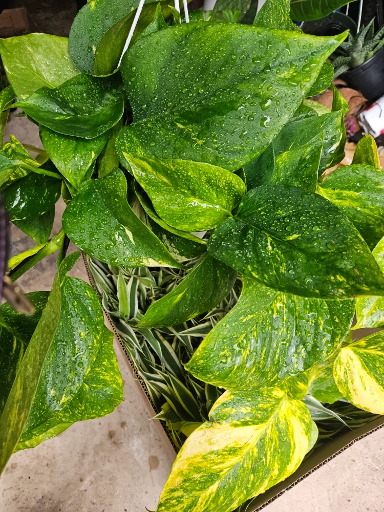 🇨🇦Pothos Plant Hanging Basket 8"🍁 thumbnail