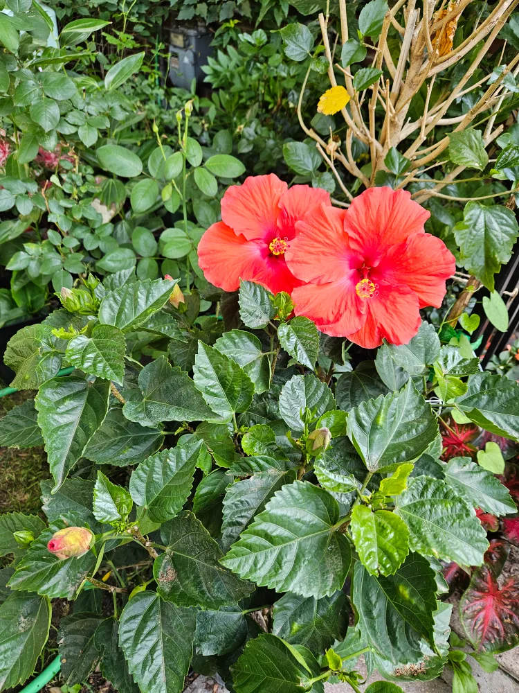 🇨🇦hibiscus 🍁 image indicator(2)
