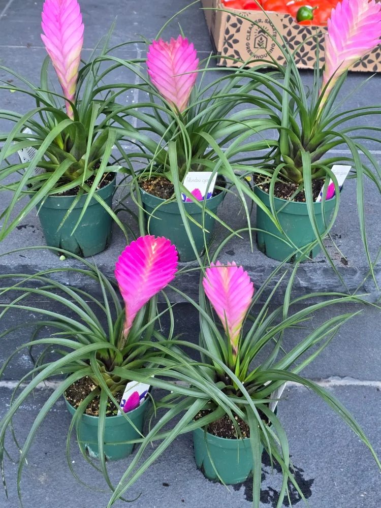 Pink Quill Plant image indicator(2)