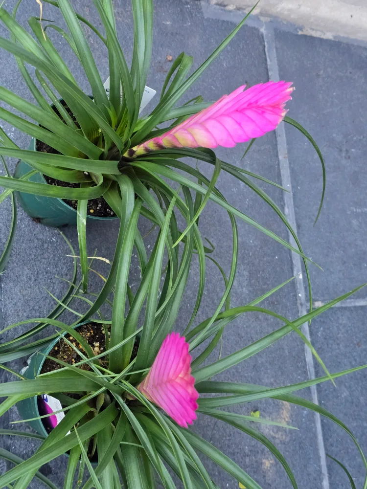 Pink Quill Plant image indicator(7)