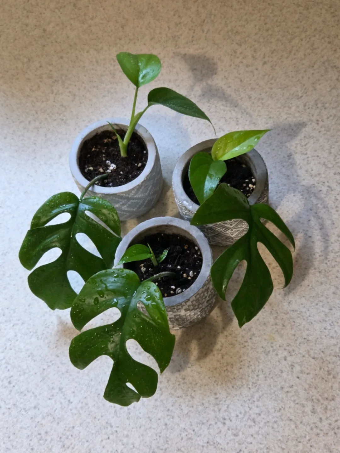 3 Mini Monstera Plants thumbnail