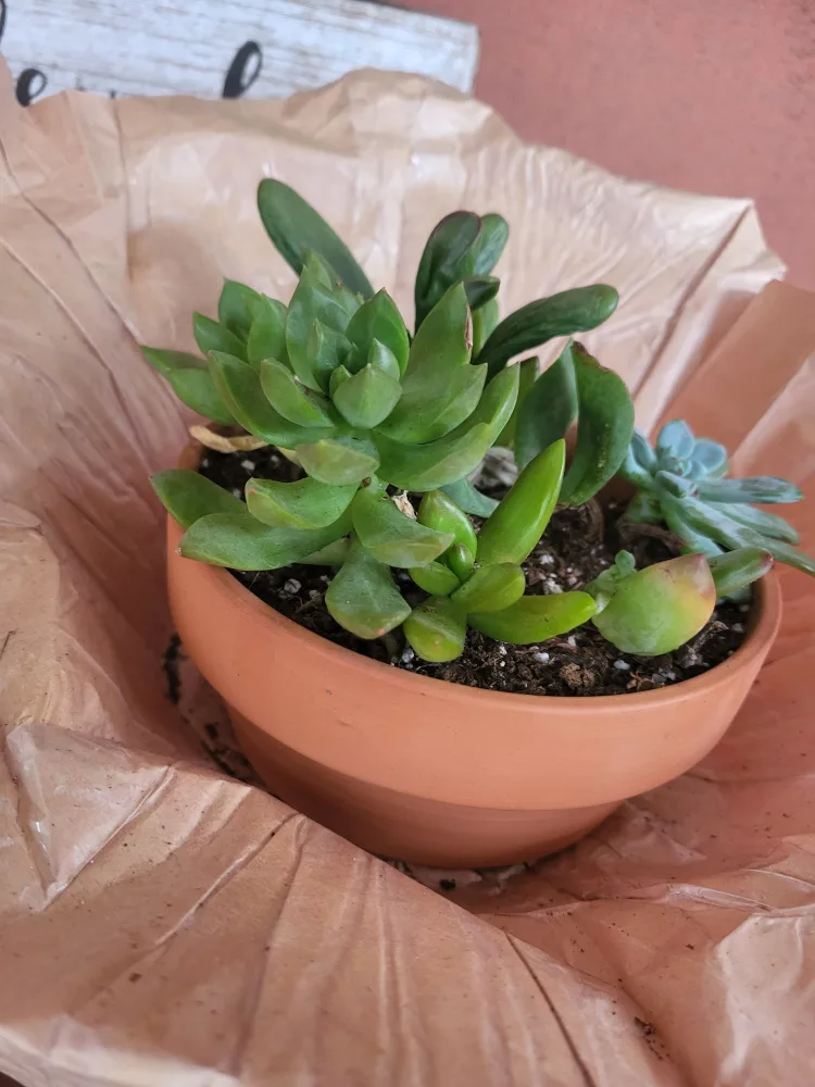 Succulent variety pot! thumbnail