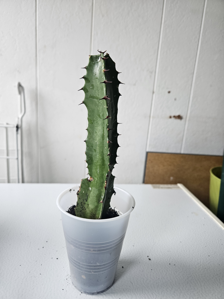 Cactus in Plastic Cup