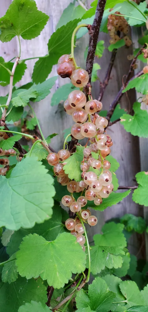 Gooseberry image indicator(2)