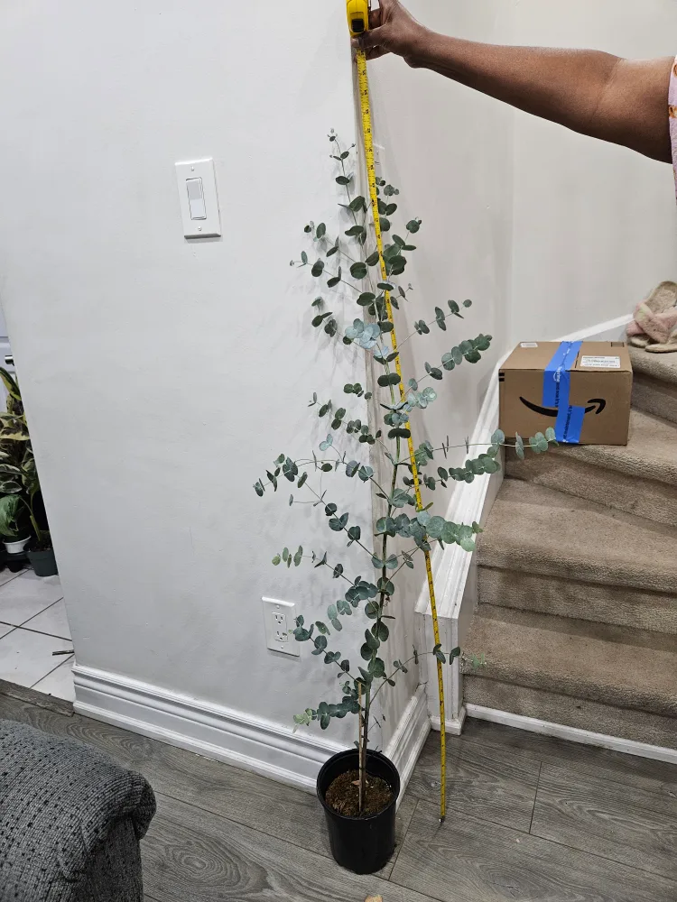🇨�🇦Eucalyptus Plant ~5ft Tall🍁 image indicator(3)