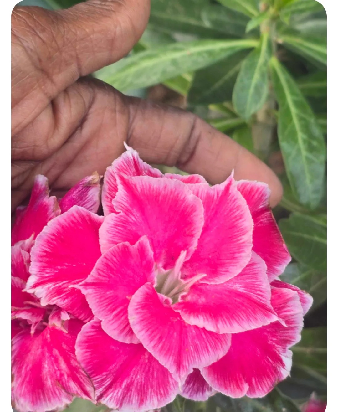 🇨🇦Desert rose 🍁 thumbnail