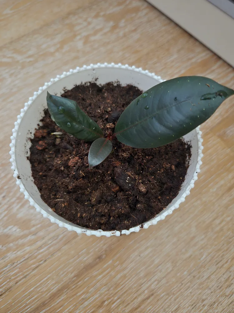 Small Rubber Plant  ❤️ thumbnail
