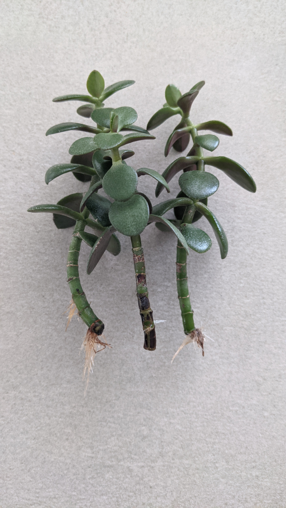 well rooted 3 stem jade - photo 3