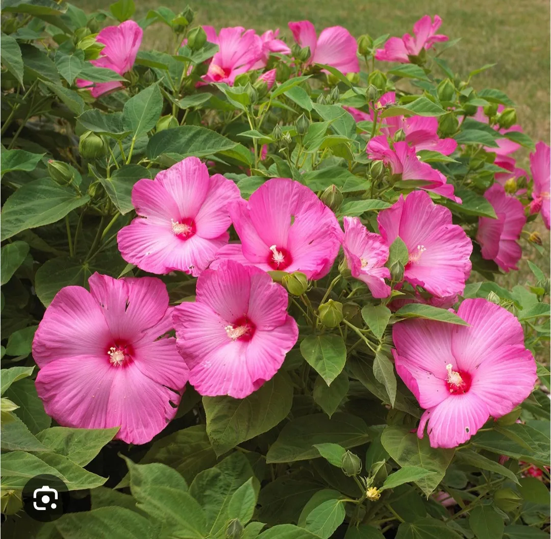Luna Rose Hibiscus perennial image indicator(2)