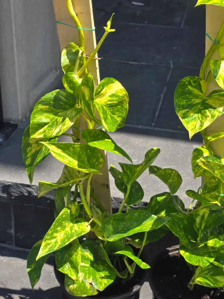 Hawaiian pothos totem image indicator(3)