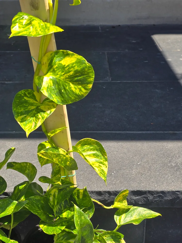 Hawaiian pothos totem image indicator(4)