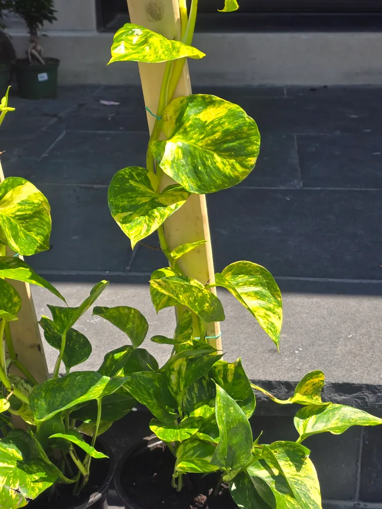 Hawaiian pothos totem image indicator(5)