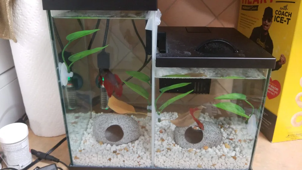 Fish tank for free #freecycle thumbnail