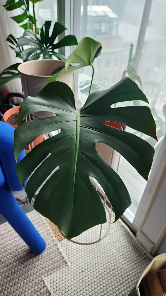Monstera Clippings thumbnail