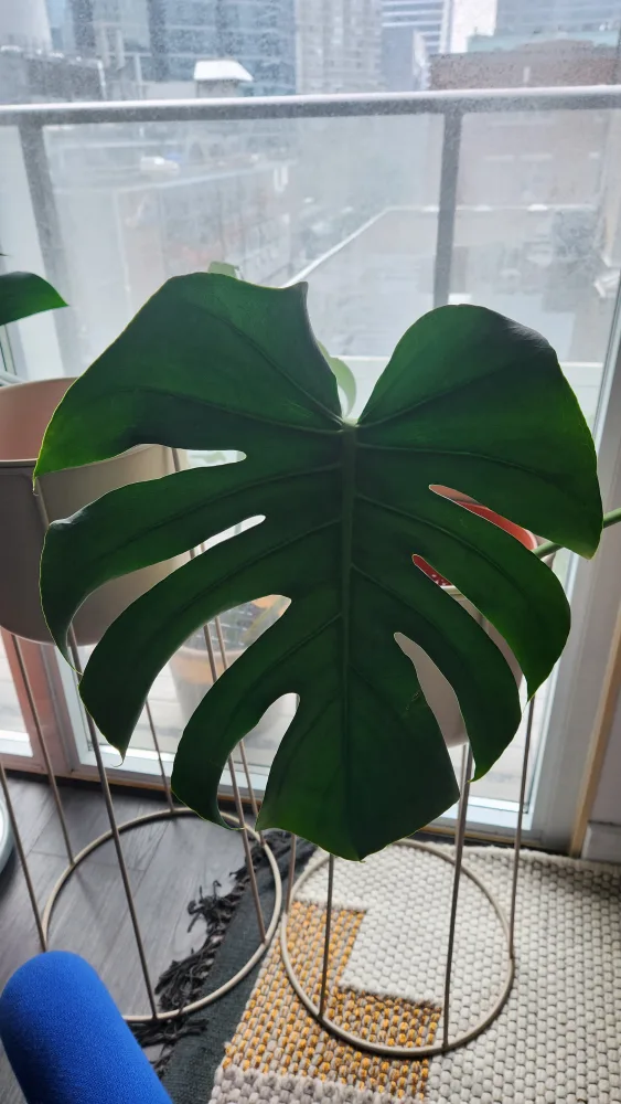 Monstera Clipping thumbnail
