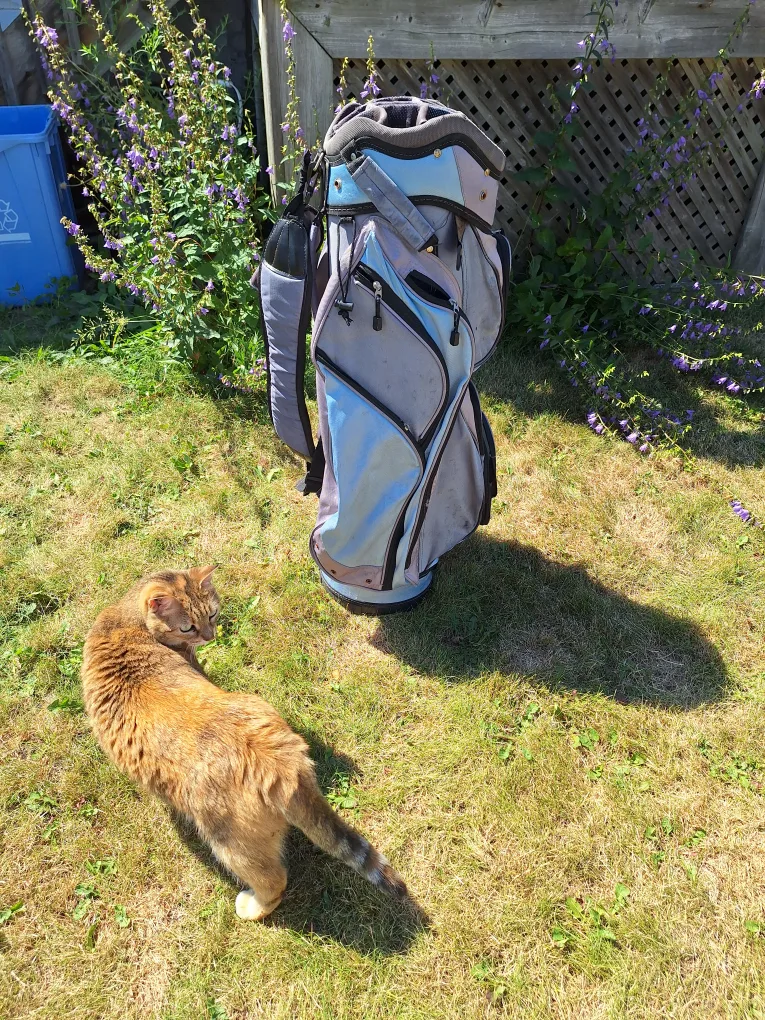 Golf Trends Golf Bag 🇨🇦 (Kit Cat Club rescue) image indicator(6)