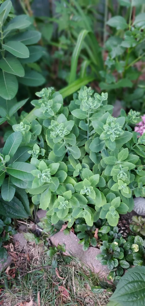 Sedum image indicator(3)