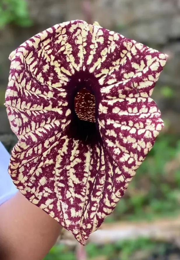 Duck Flower Plant thumbnail