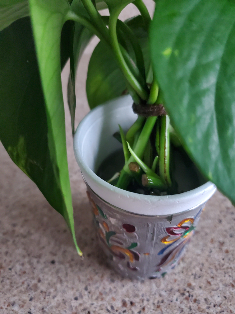Potted Golden Pothos Plant - photo 4