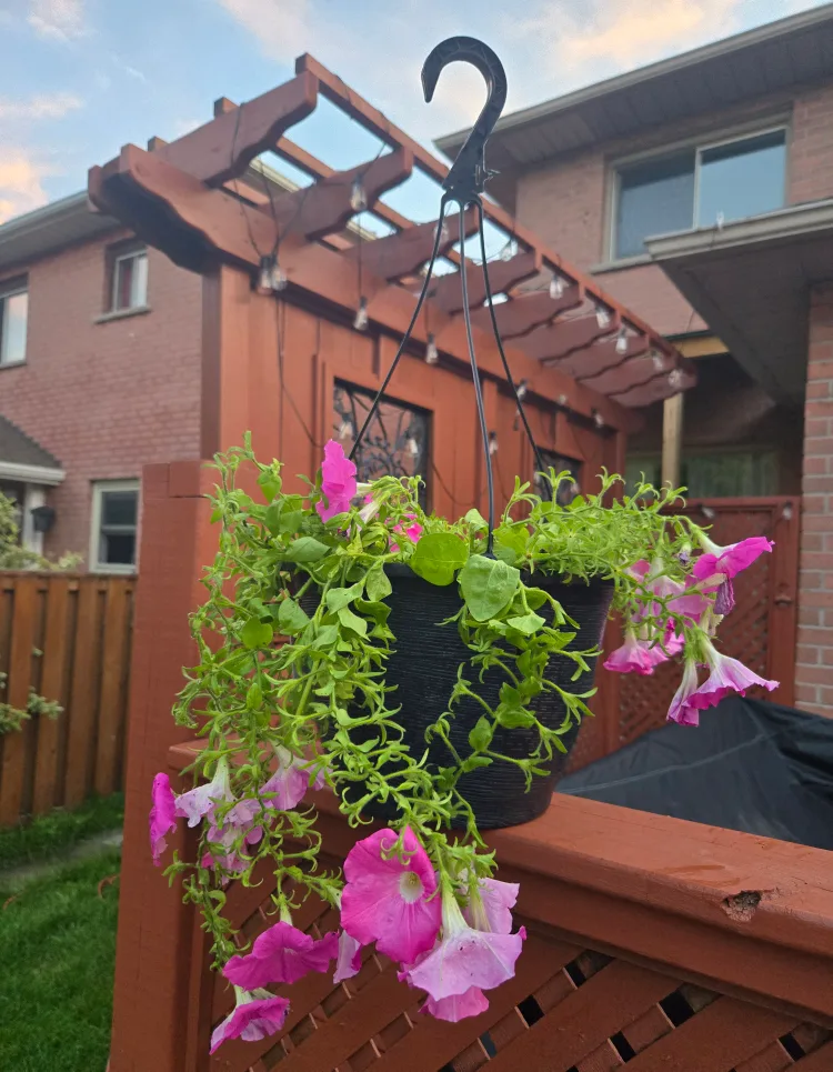 Hanging Baskets with Pink Petunias image indicator(2)