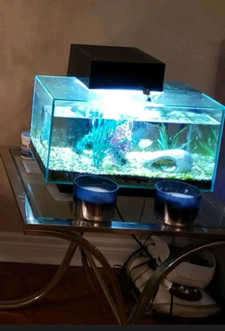 Fish Tank thumbnail