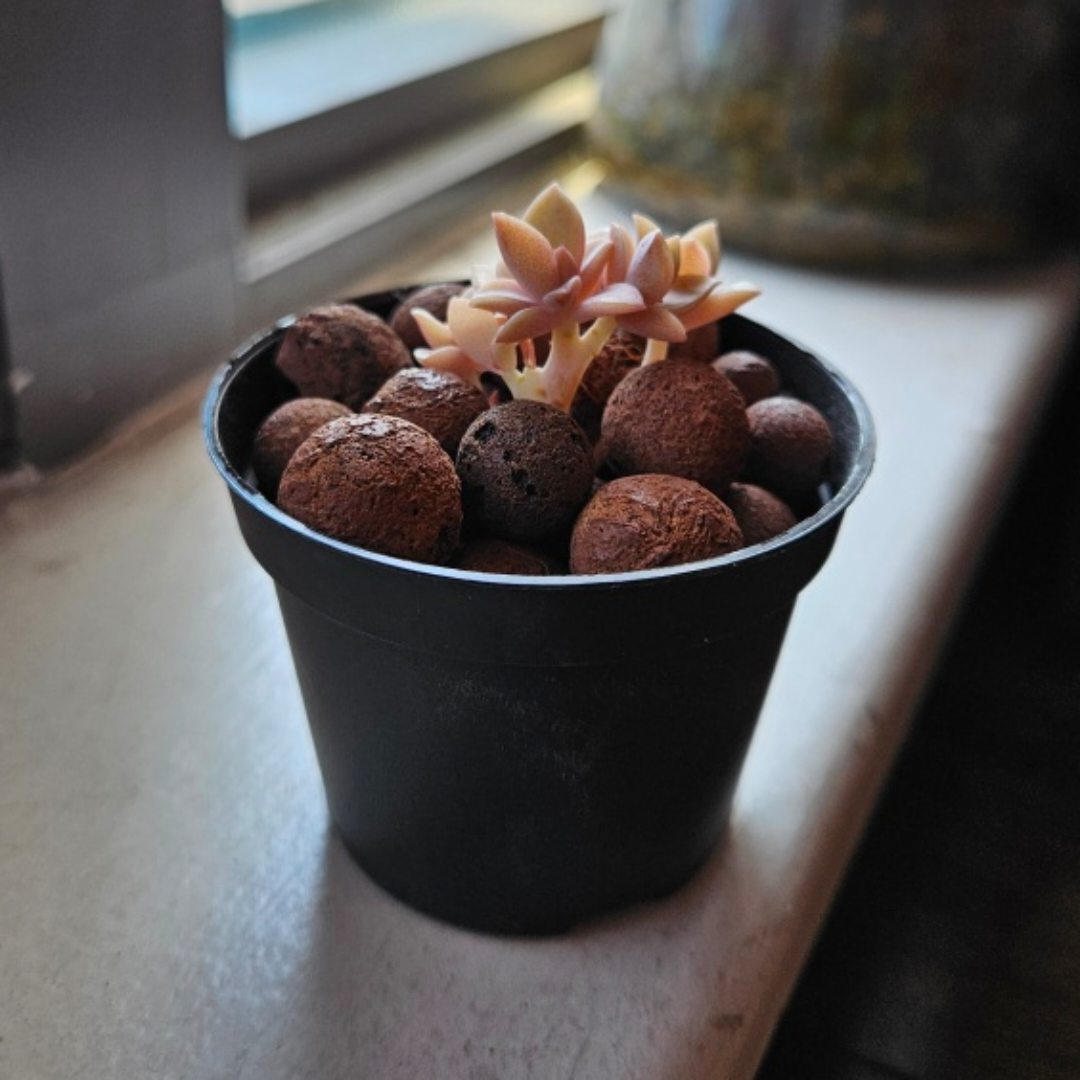 Graptopelatum succulent - photo 2