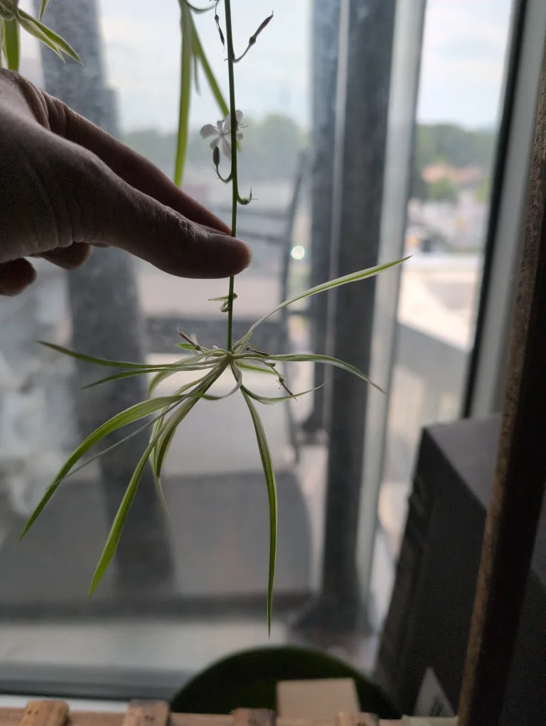 Spider plant babies thumbnail