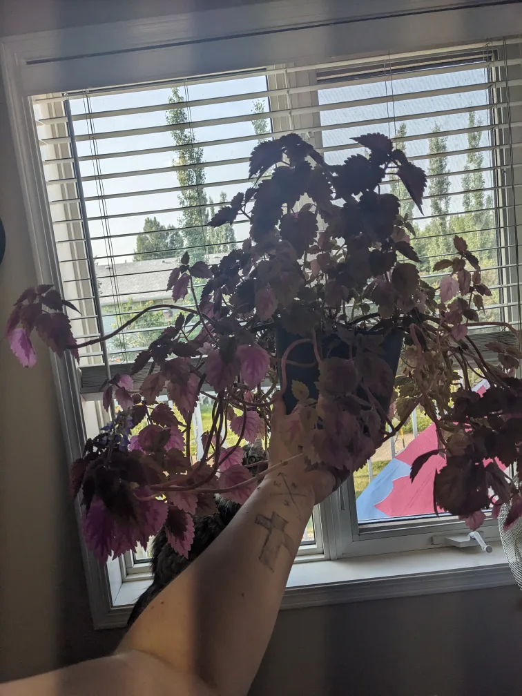 long, lanky, blooming COLEUS $20 thumbnail