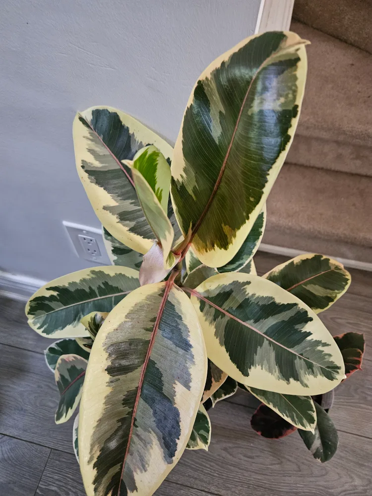 🇨🇦Variegated Ficus Elastica Plant🍁 thumbnail