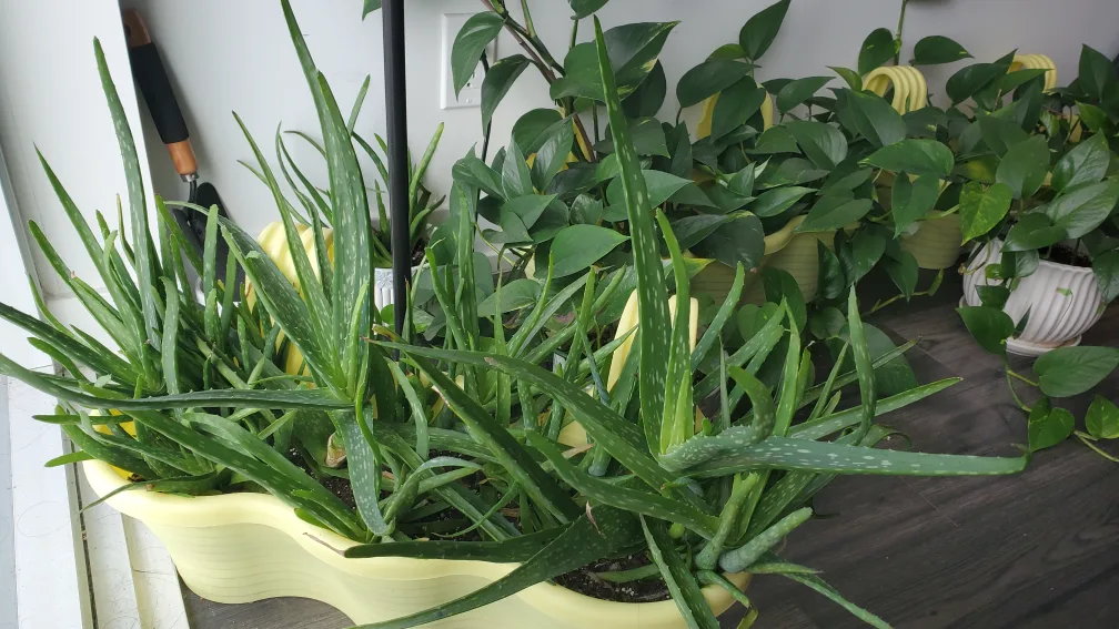 Aloe Vera Plant in Yellow Planter and (Money Plant) pothos plant thumbnail