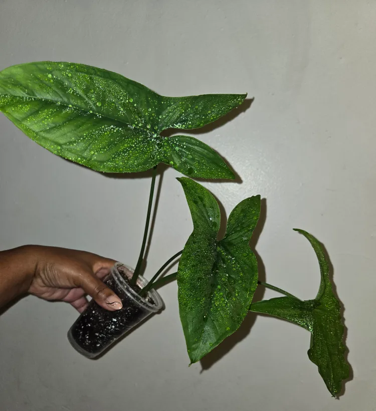 Syngonium MOJITO plant, REVERTED✨️🌿 thumbnail