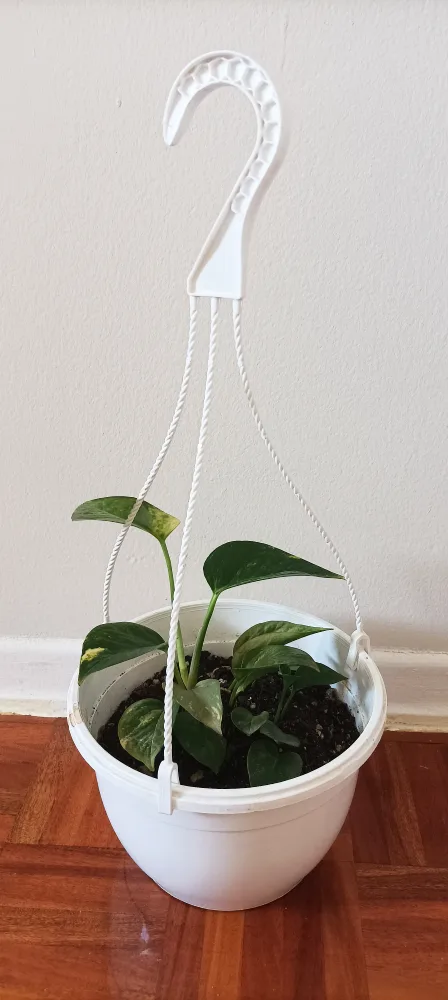 Garden stuffs - 2 Golden Pothos thumbnail