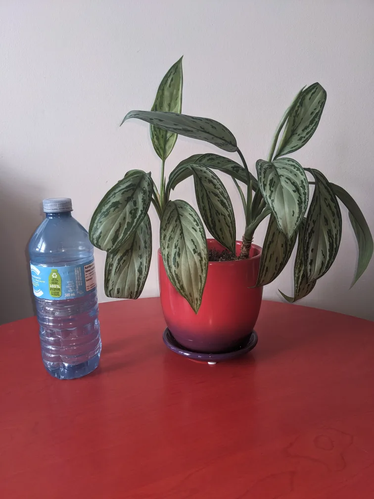 Chinese Evergreen (Silver Queen) $25 thumbnail