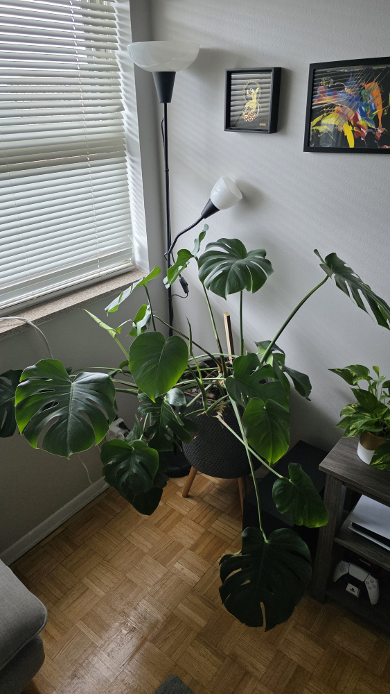 Monstera plant with pot