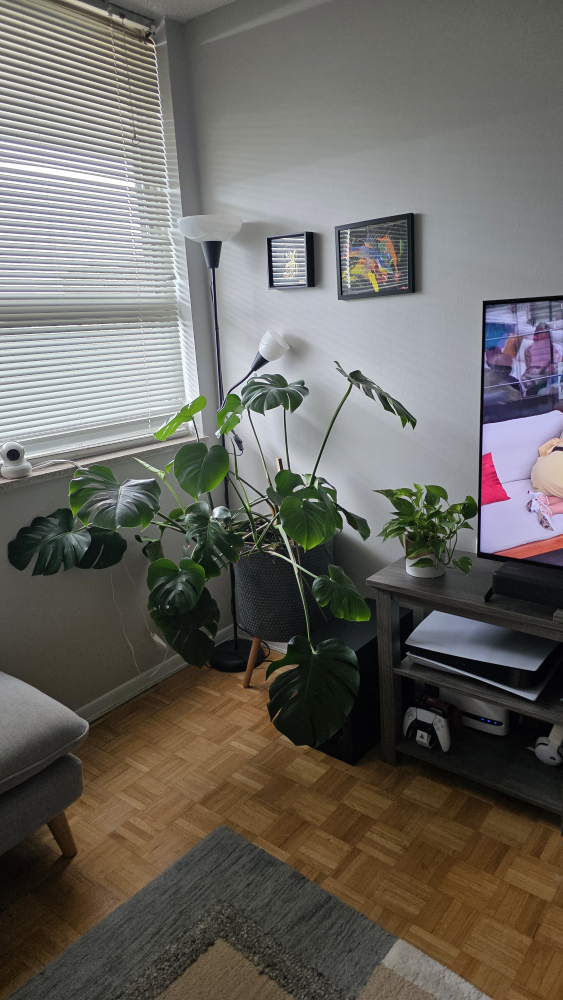 Monstera plant with pot - photo 2