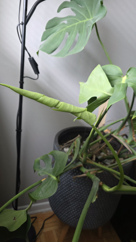 Monstera plant with pot - photo 3