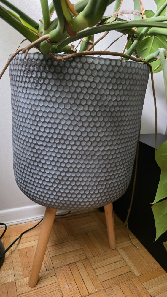Monstera plant with pot - photo 4
