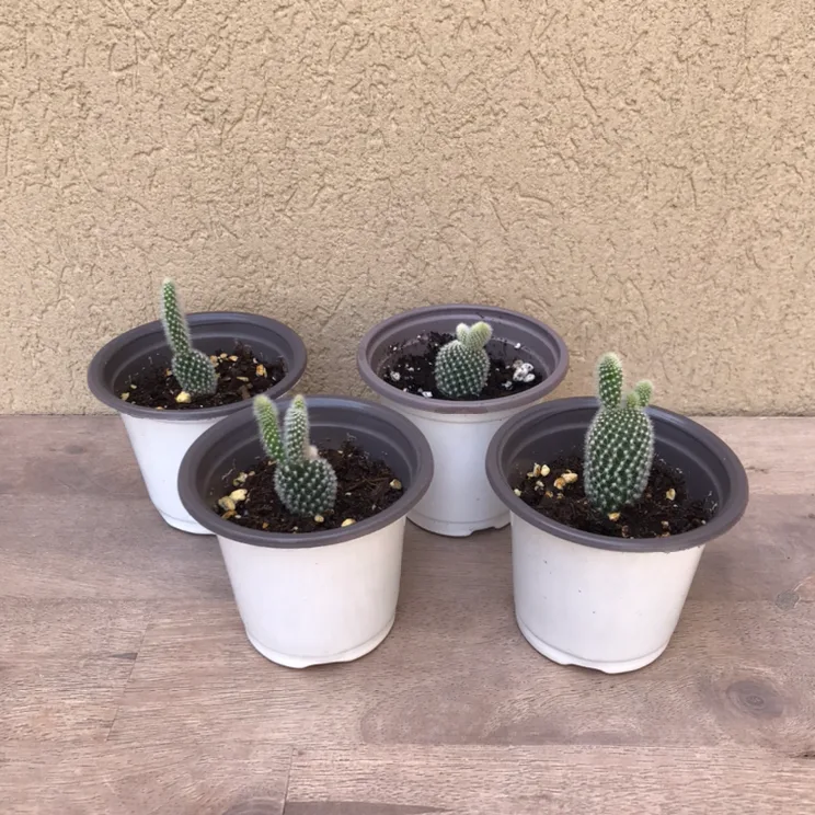 Bunny ear cactus plants thumbnail