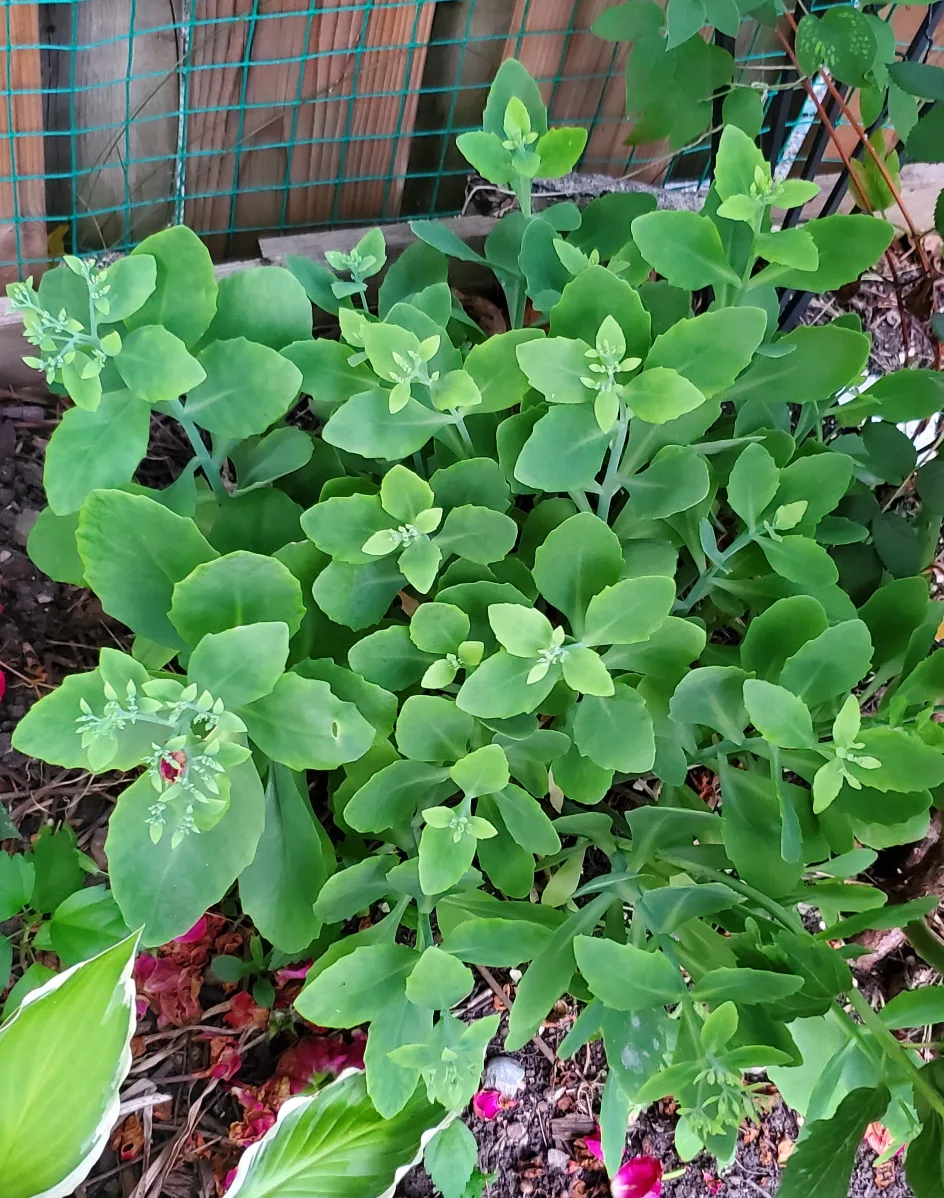 Sedum image indicator(2)