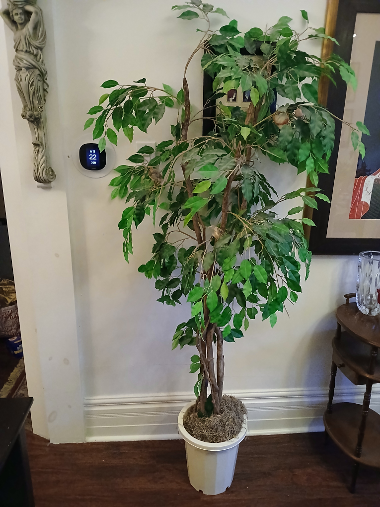 Artificial Ficus Tree in White Pot