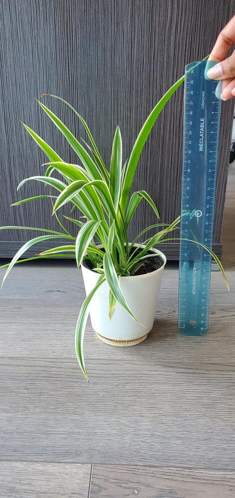 Spider Plant in White Pot - photo 2