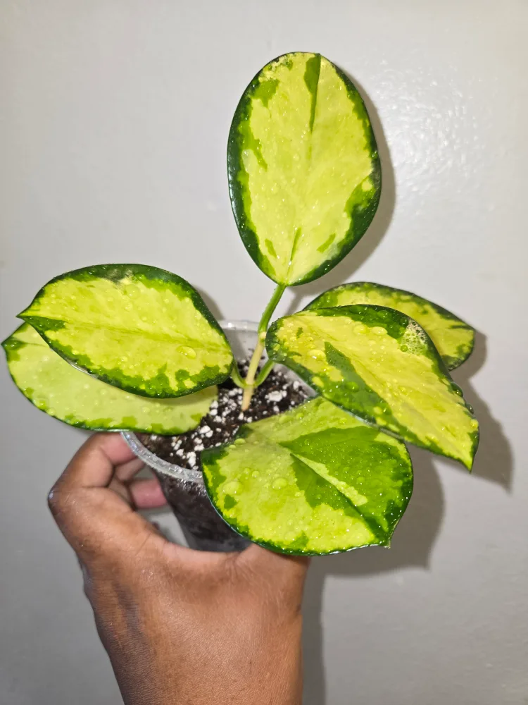 Small >>Hoya AUSTRALIS LISA IN SOIL✨️🌿🌸ROOTED thumbnail