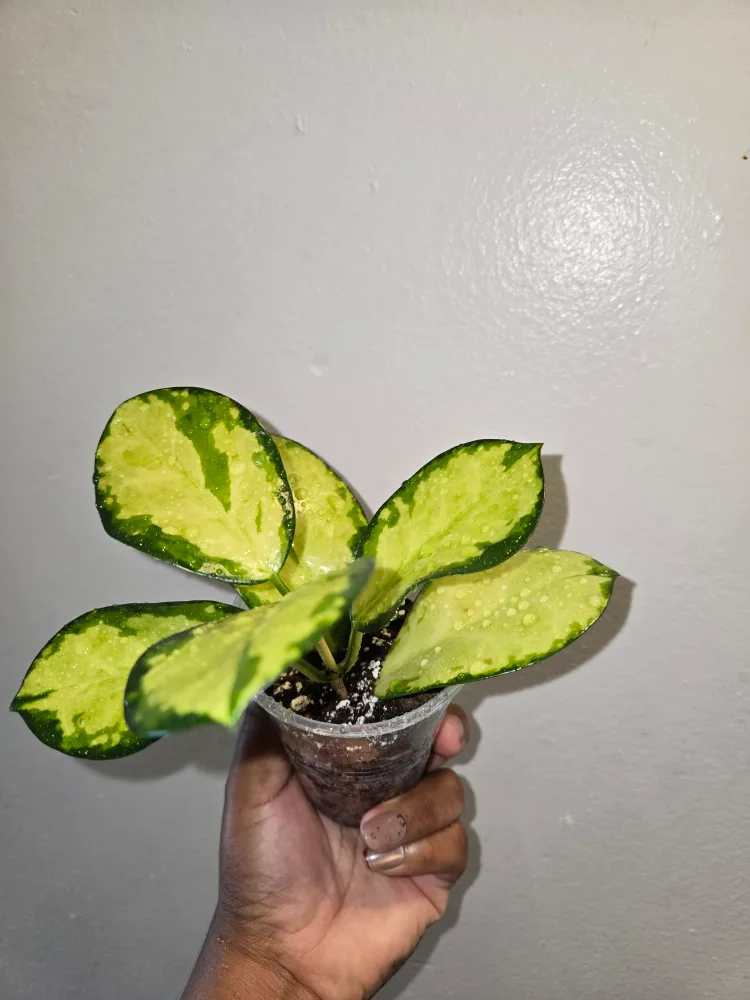 Small >>Hoya AUSTRALIS LISA IN SOIL✨️🌿🌸ROOTED image indicator(5)