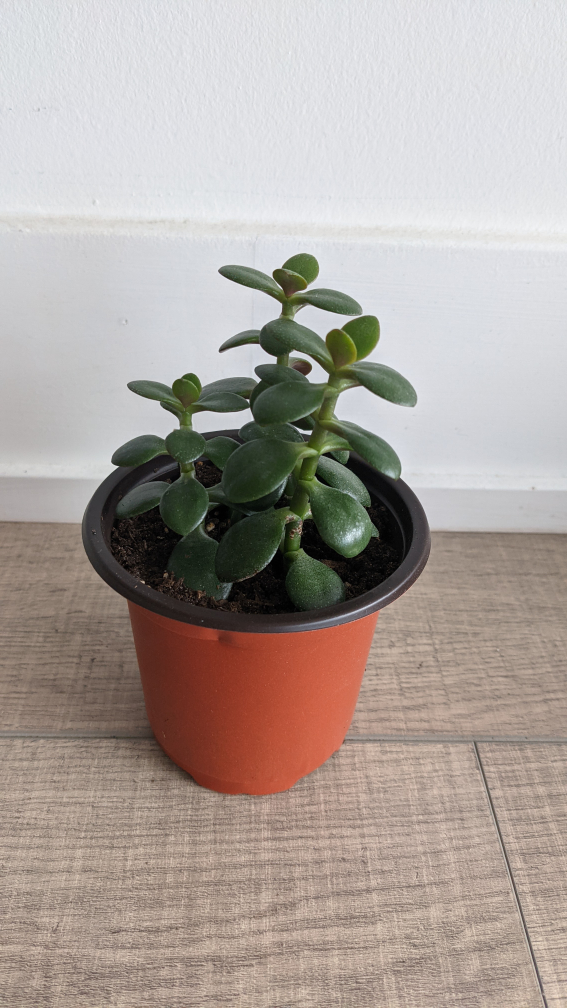 well rooted 3 stem jade